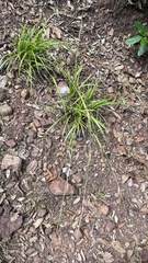 Carex paui