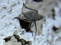 Orgeriinae