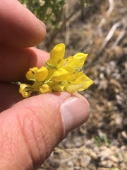 Lupinus luteolus