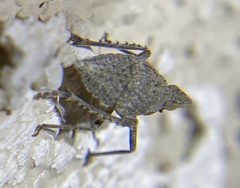 Orgeriinae