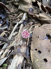 Marasmius tageticolor