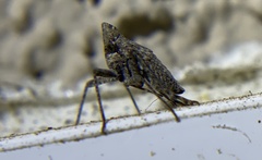 Orgeriinae