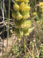 Lupinus luteolus