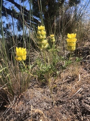 Lupinus luteolus
