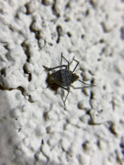 Orgeriinae
