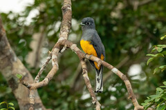Trogon ramonianus