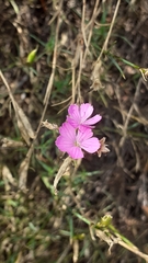 Dianthus graniticus