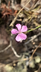 Dianthus graniticus