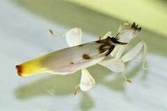 Hymenopus coronatus