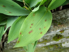 Phyllosticta convallariae