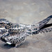 Common Nighthawk - Photo (c) Greg Lasley, some rights reserved (CC BY-NC), uploaded by Greg Lasley