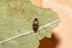 Pria dulcamarae