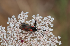 Zygaena sarpedon