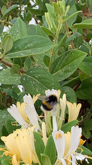 Bombus terrestris dalmatinus