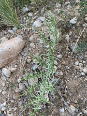 Echinops spinosissimus