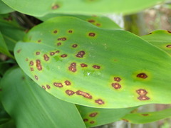 Phyllosticta convallariae