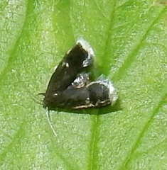 Menesta tortriciformella