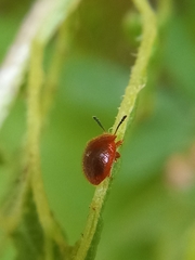 Stenotarsus blatchleyi