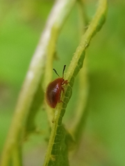 Stenotarsus blatchleyi