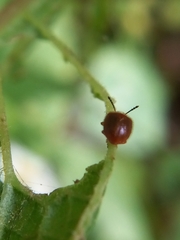 Stenotarsus blatchleyi