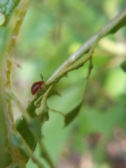 Stenotarsus blatchleyi
