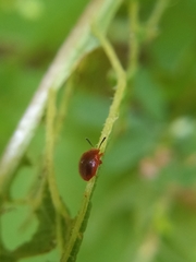 Stenotarsus blatchleyi