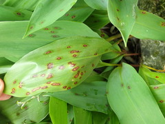 Phyllosticta convallariae