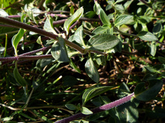 Ziziphora clinopodioides