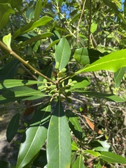Cartrema