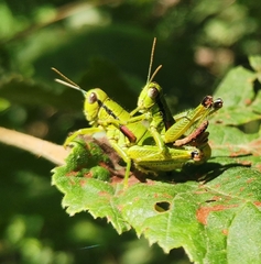 Odontopodisma decipiens