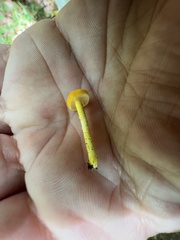 Cyptotrama chrysopepla