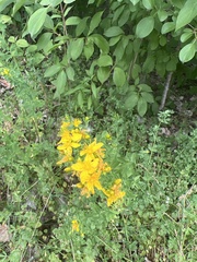 Hypericum perforatum