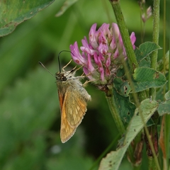 Ochlodes sylvanus