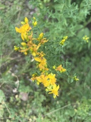 Hypericum perforatum