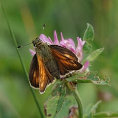 Ochlodes sylvanus