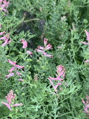 Fumaria officinalis officinalis