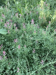 Fumaria officinalis officinalis