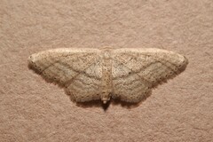 Idaea mediaria