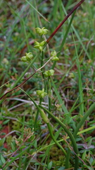 Scheuchzeria palustris