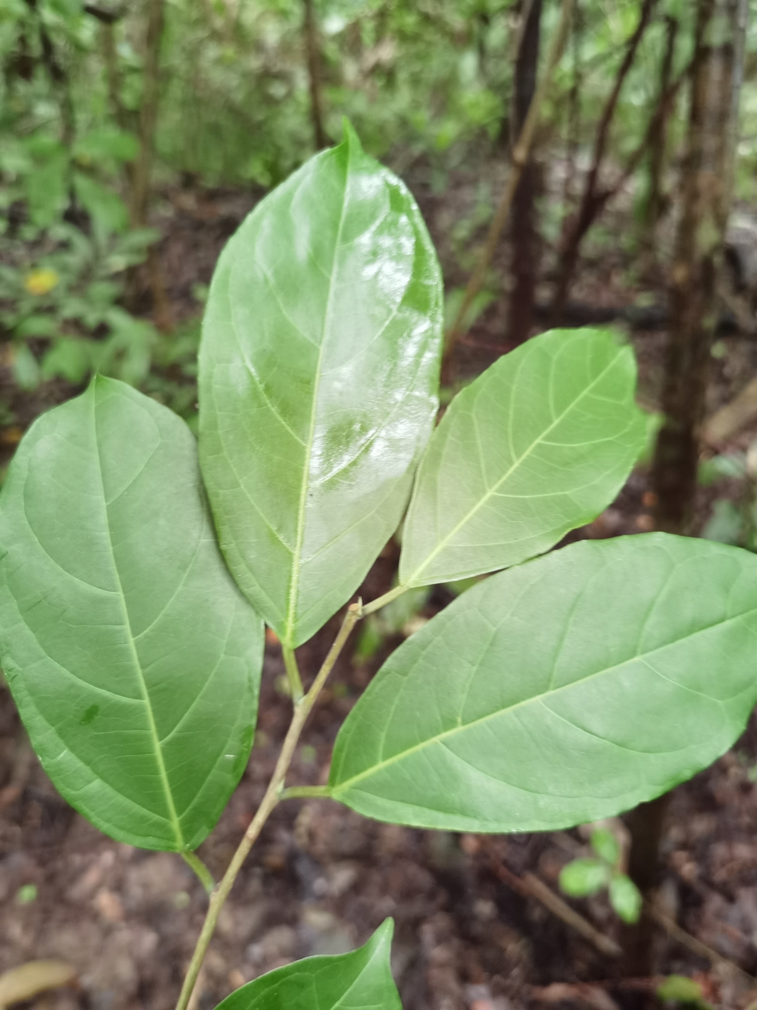 Trophis racemosa (L.) Urb.