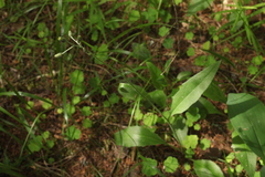 Hieracium subpellucidum