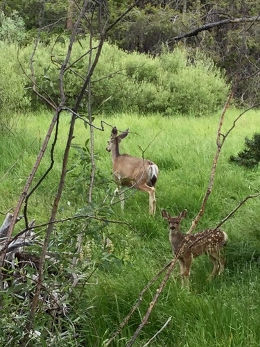 iNaturalist observation photo of Rocky Mountain Mule Deer