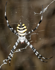 Argiope coquereli