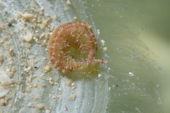Elysia subornata