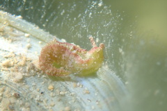 Elysia subornata