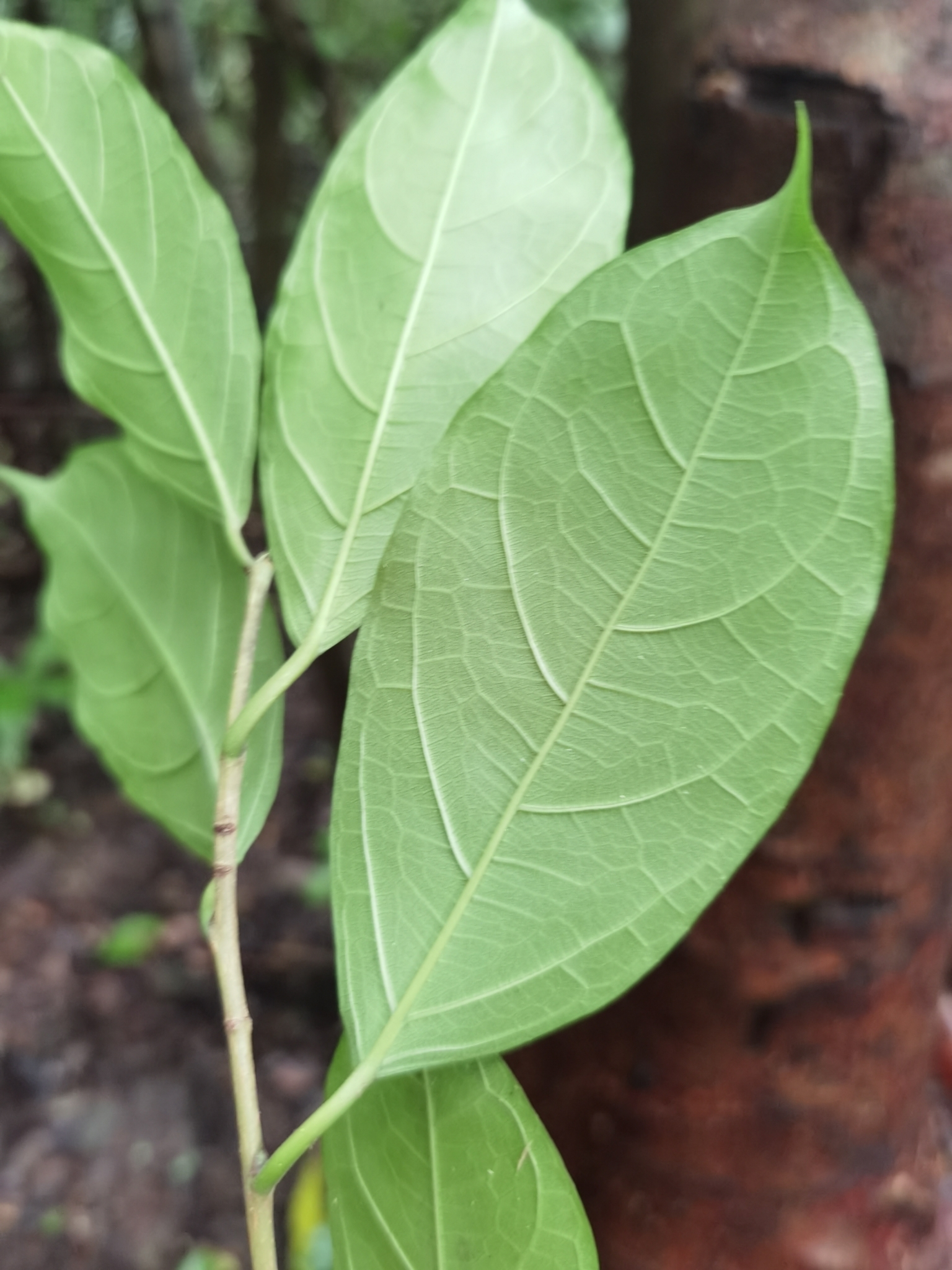 Trophis racemosa (L.) Urb.