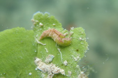 Elysia subornata