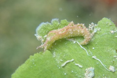 Elysia subornata