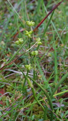 Scheuchzeria palustris