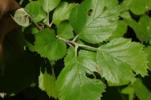Texas hawthorn (Crataegus texana)